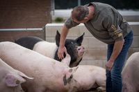 Aandacht van varkens